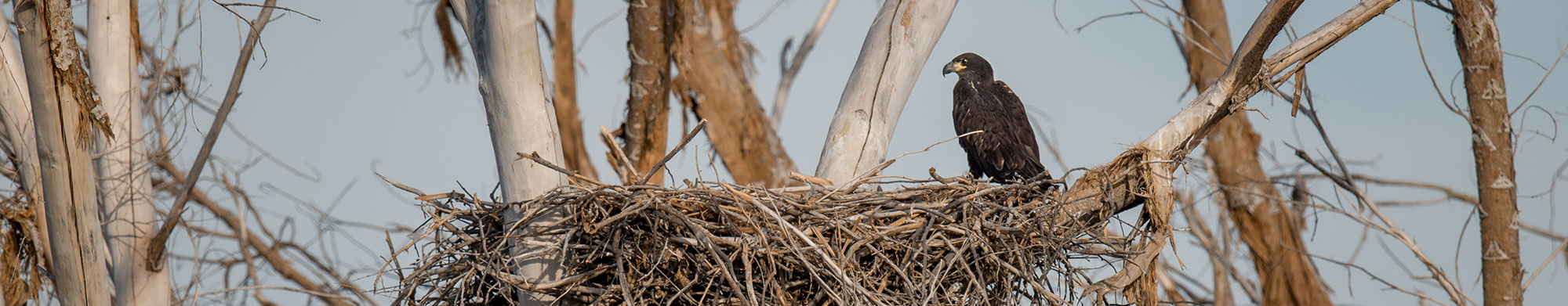 Annual bird surveys